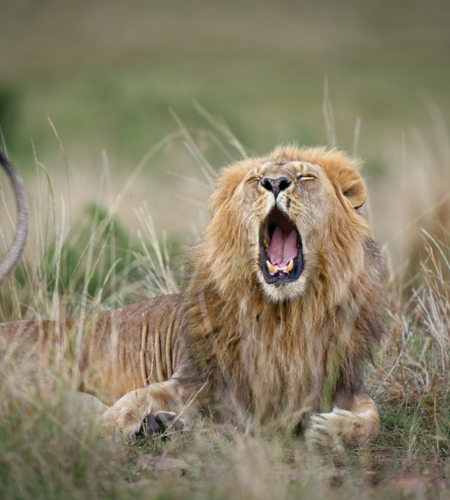 Photographie-safari-lion