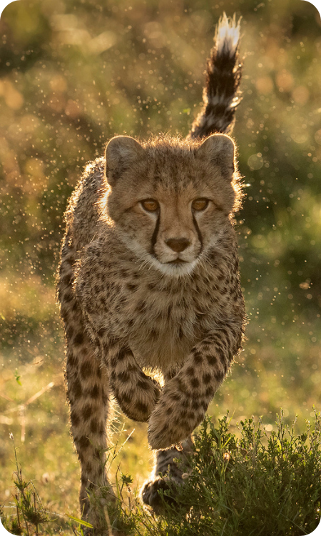 Photographie guépard