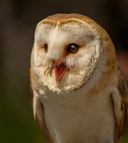 photographie-chouette-forêt